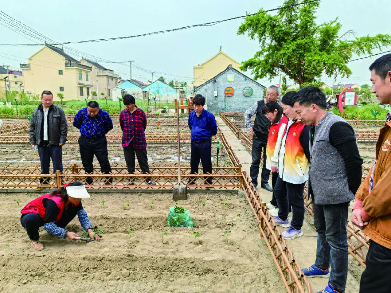 分界镇开展残疾人红辣椒种植技能培训