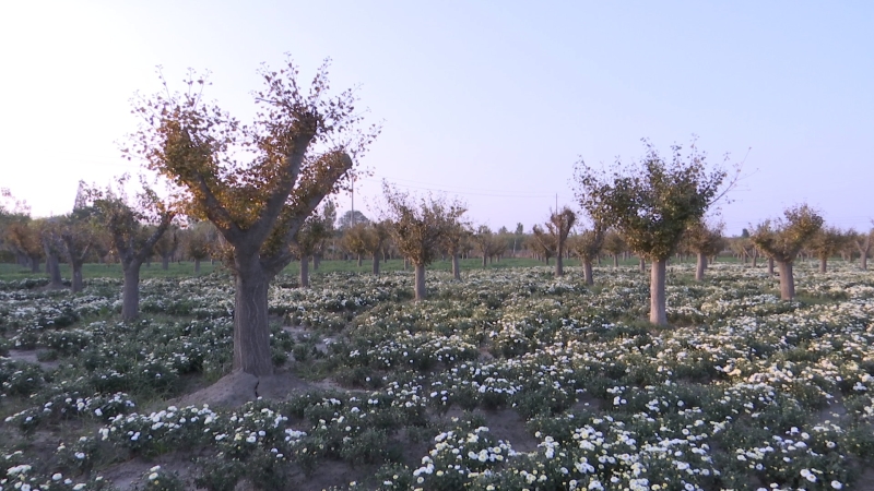 银杏林下菊成海　一地两种双丰收