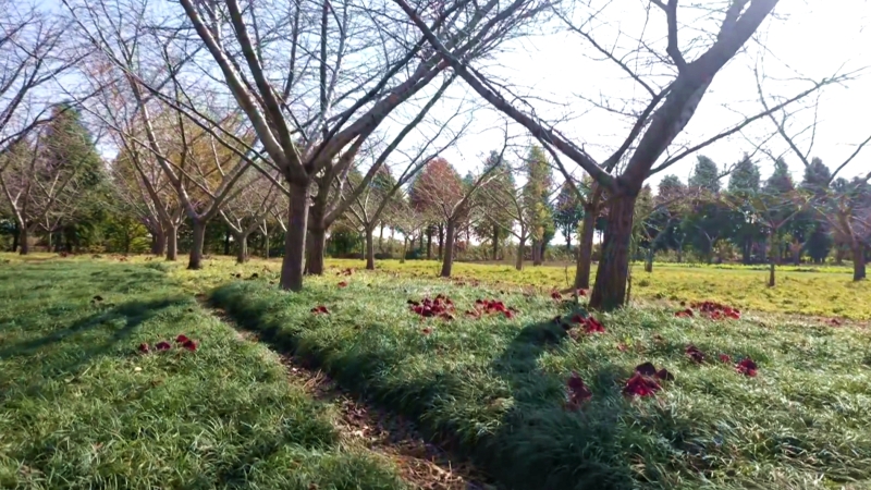 千年银杏开新枝 古树散叶添动能