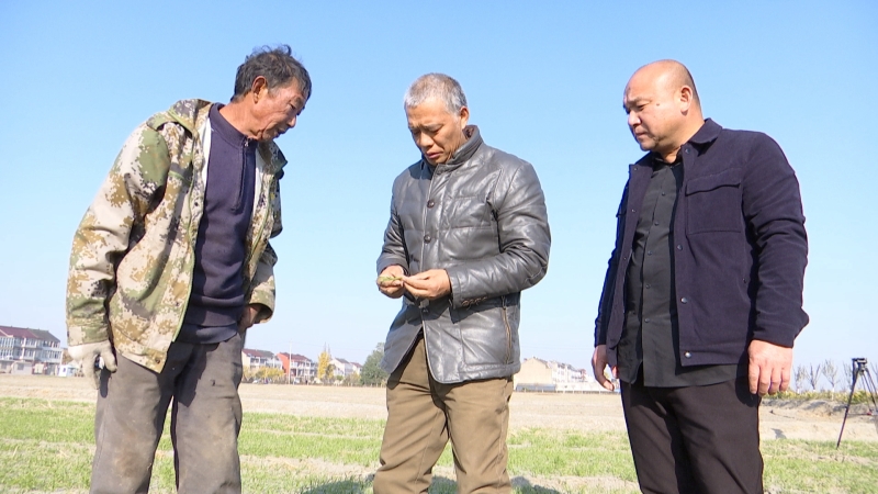 抢农时提质量 泰兴60.5万亩秋播基本完成