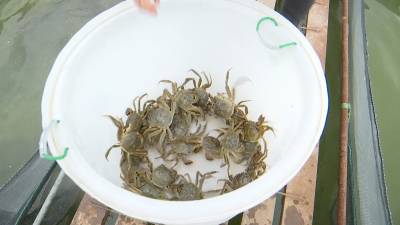 黄桥：螃蟹上市 四千余亩蟹塘展“钱景”