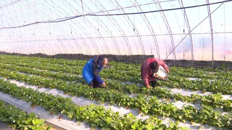 草莓映红致富路 农旅融合迎元旦