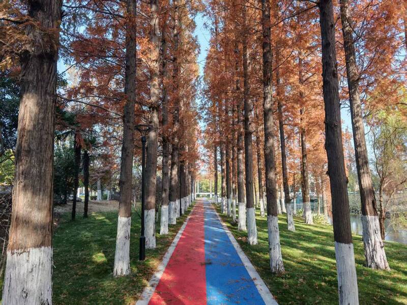 2.45万平米！联盟中沟两侧绿地建成开放