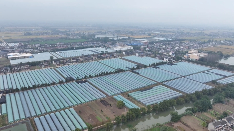 多方救援助农纾困 滞销芹菜顺利销出