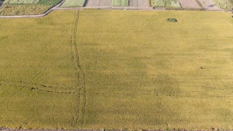 弶港农场新街基地：推进稻油轮作  冬闲田变增效田