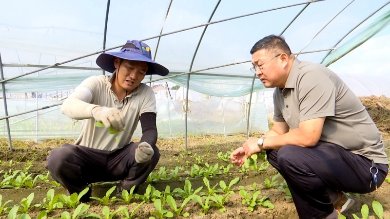 抢农时 农技人员下田指导萝卜生产