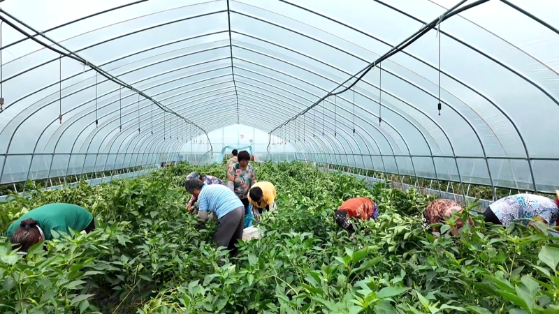 科技兜底抗风雨 订单螺丝椒丰产又丰收