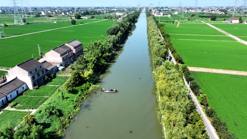 错峰打捞水草 守护河道安澜