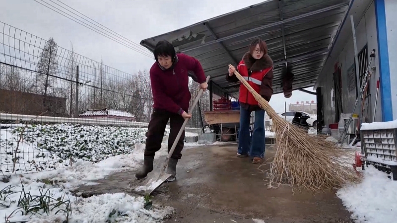 闻雪而动 各地种植户除雪防冻保生产