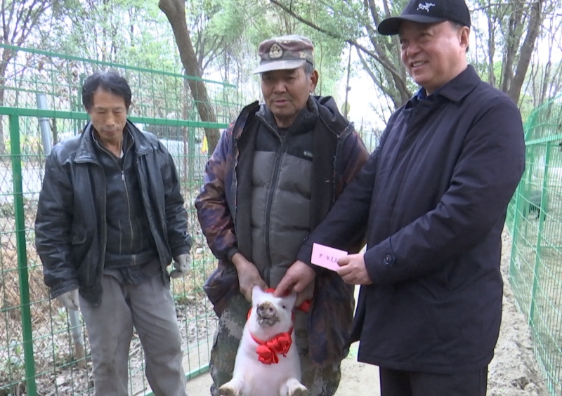 祁巷村推出“林下生态猪认养”乡村游项目