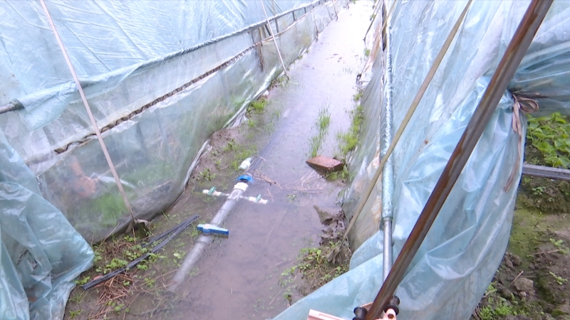 精细管护抗雨渍  草莓苗壮保丰收