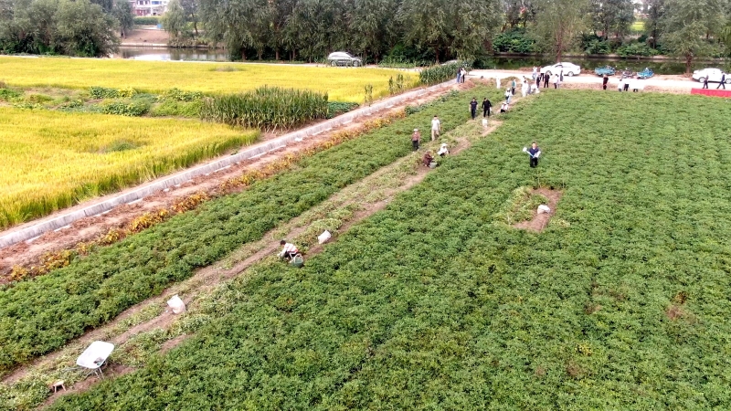 亩产突破700斤 泰兴花生新品系喜获丰收