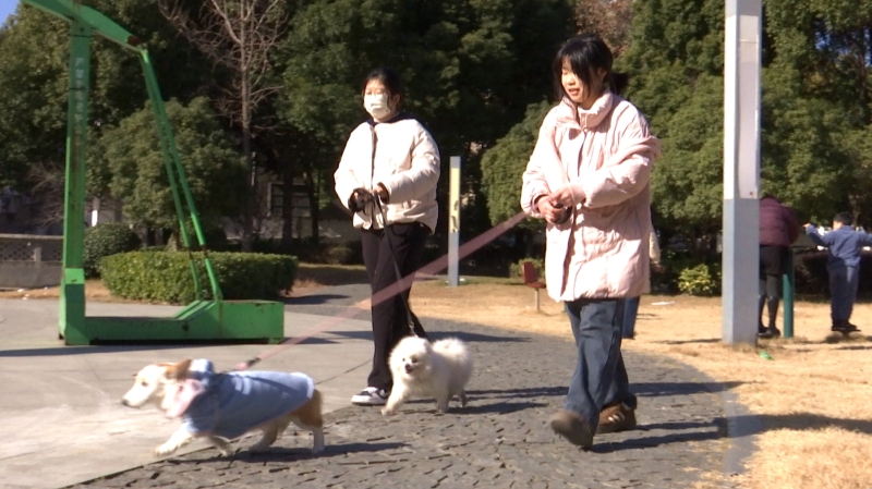 新规落地一月 遛狗牵绳成主流
