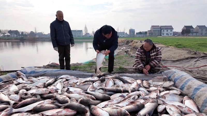 起年鱼 庆丰收 迎新春