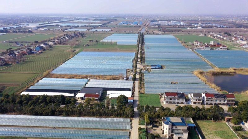 暖棚筑牢防寒屏障 设施果蔬稳产无忧