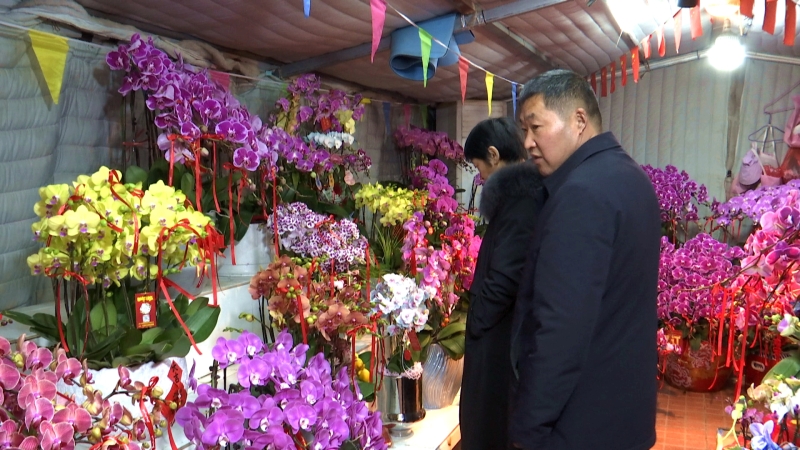花开富贵 花木市场年宵花旺销