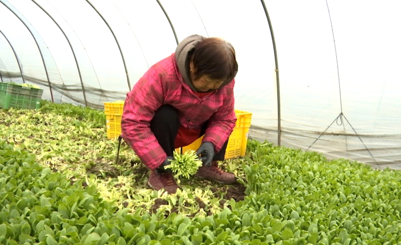 织梦果蔬：稳产保供 蔬菜产业链成型