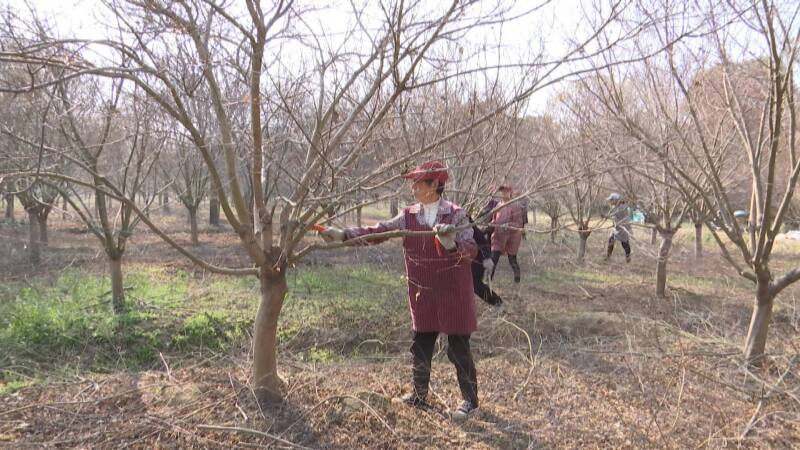 宣堡镇：千亩鸡爪槭春管正当时