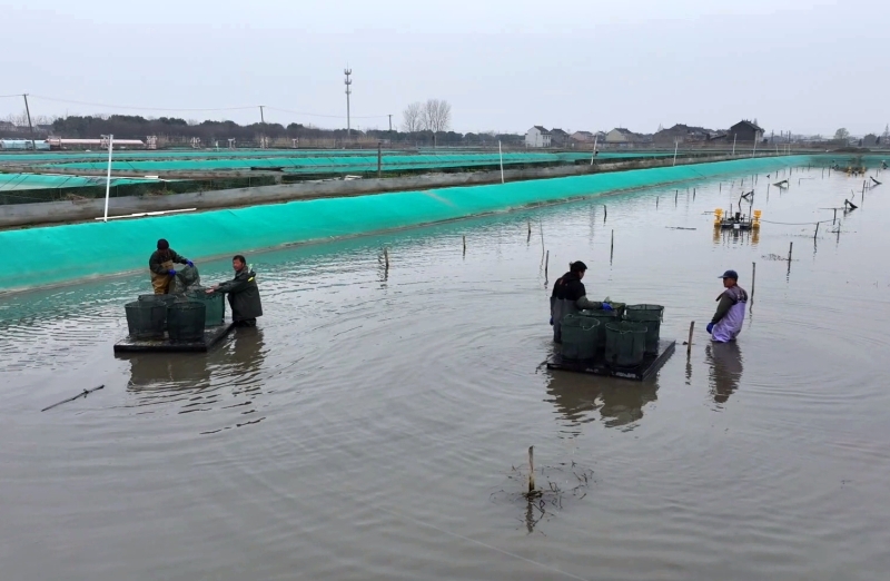 好蟹苗育好蟹 江源农牧春放开始