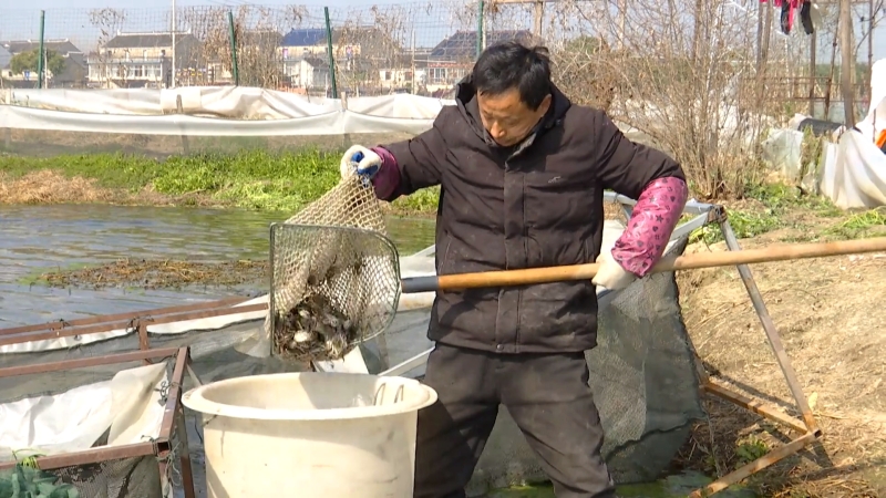 黄桥：蟹苗跳跃  “水上春耕”催人勤