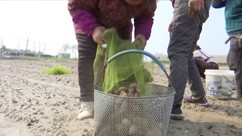 祁巷：千亩香荷芋播种忙