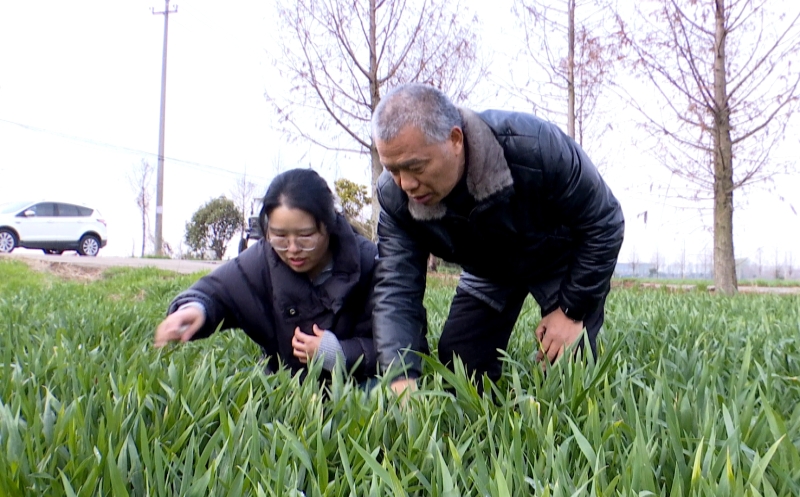 抢抓农时 农技部门田头指导小麦春管