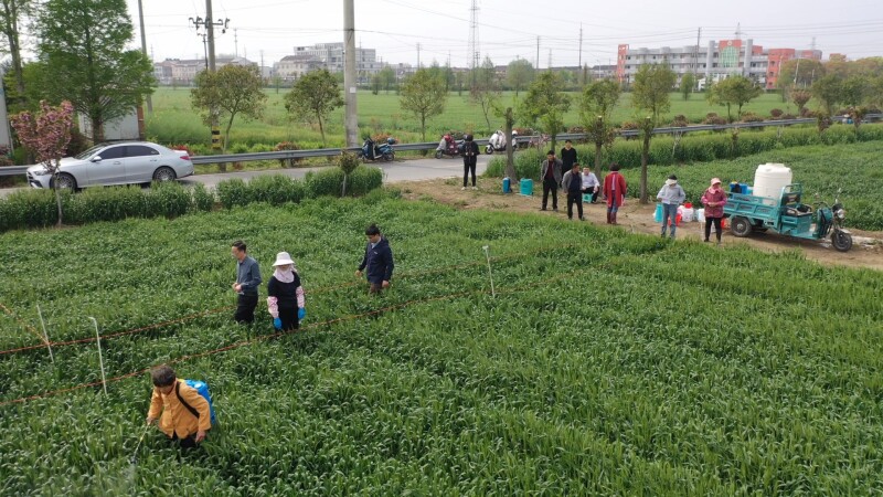 田间试验解难题 科学防控护麦“丰”