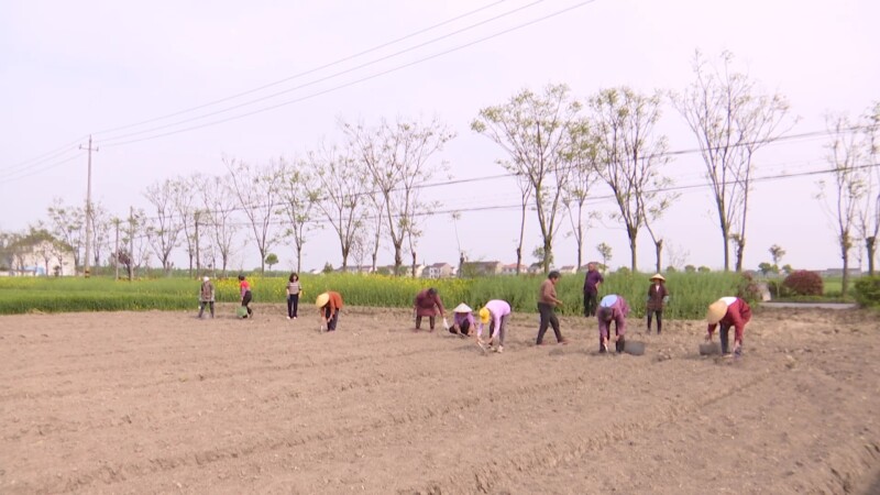 褚扬家庭农场：“药食同源” 一块地产出“双份效益”