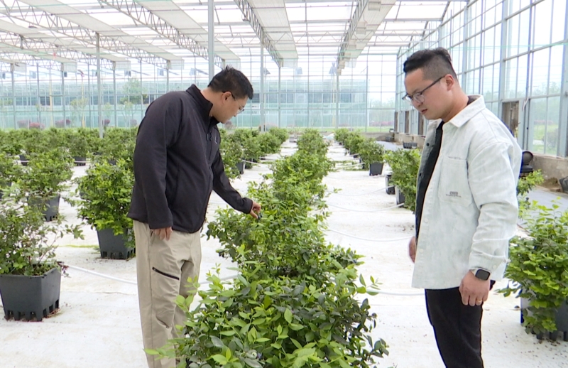 滨江永新村：硕果盈枝 蓝莓飘香