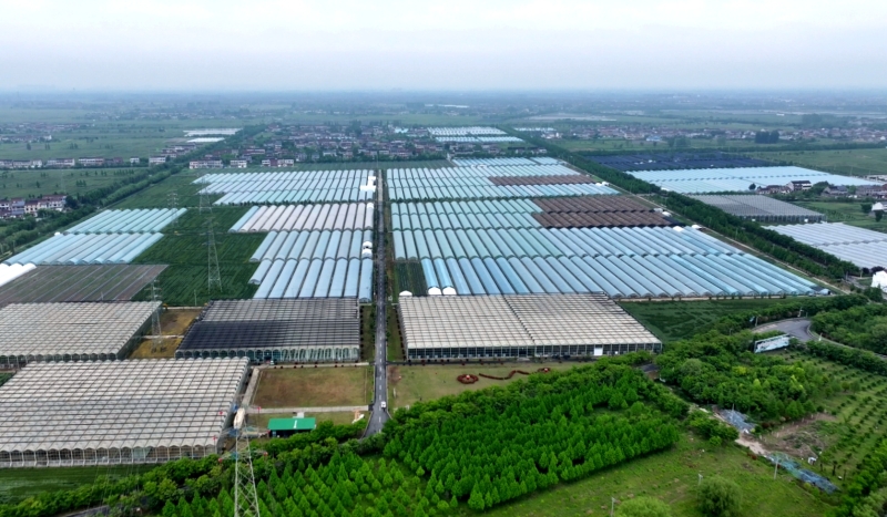 滨江农业产业园：大棚连片集约 激活高效农业新活力