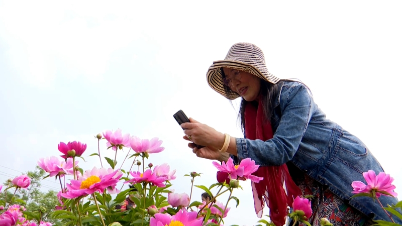黄桥：芍药花开引客来 农旅融合助振兴