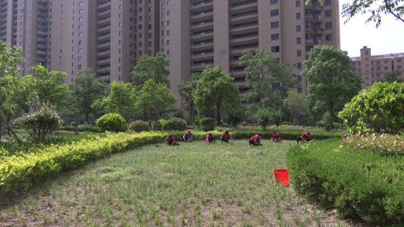提质焕新 相关小区夏季绿化管护忙