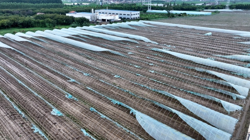 台风过后 农险公司迅速理赔助复产