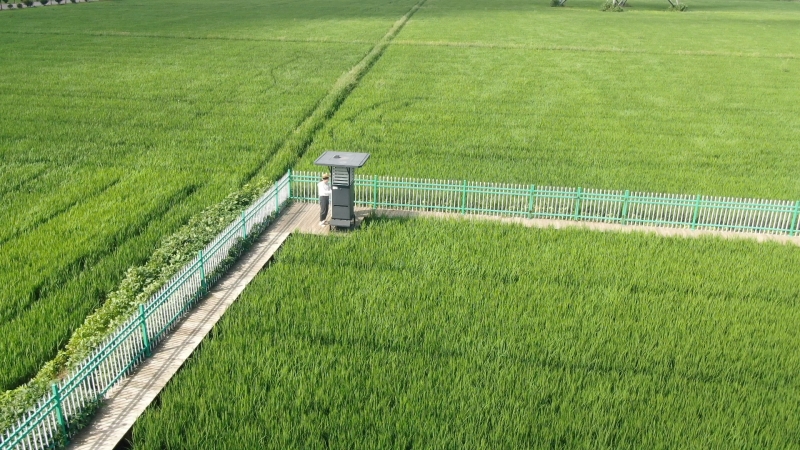 适期科学防治 护航水稻穗期生产
