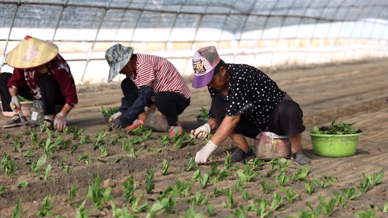 第一茬油麦菜下地 秋菜移栽正当时