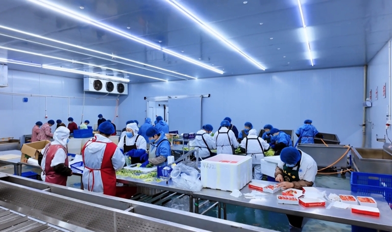 织梦蔬果合作社全力护航校园餐桌